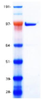 Coomassie blue staining of purified SIRT1 protein.